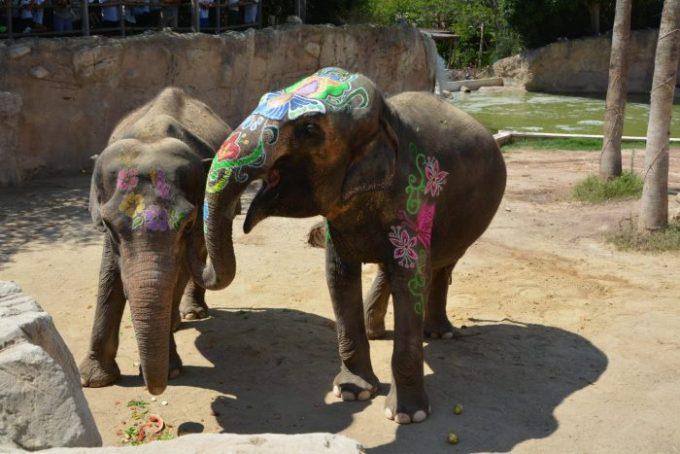 Elefanta Petita con Kaiso